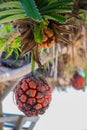 Seashore screwpine fruit Royalty Free Stock Photo