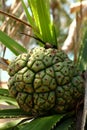 Seashore screwpine or Pandanus tectorius Royalty Free Stock Photo