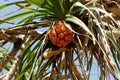 Seashore screwpine or Pandanus tectorius Royalty Free Stock Photo