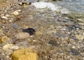 Seashore, sea beach large and small stones, a wave runs ashore, shallow water Royalty Free Stock Photo