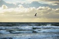 Seashore sky orange and blue tones clouds and sea waves beautiful nature bright sunset bird flying Royalty Free Stock Photo