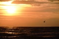 Seashore sky orange clouds and seagull flying over waves beautiful nature bright sunset Royalty Free Stock Photo