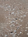 Seashore Symphony: Discovering the Hidden Charms of Petite Beachside Shells