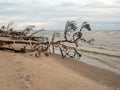 Seashore Symphony: Fallen Trees in Harmony with the Coastal Symphony, Where Sea Meets Land
