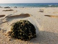 Seashore whitesand beach mudflat Royalty Free Stock Photo