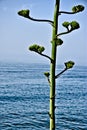 The seaside of AlmuÃÂ±ecar on a sunny day 4 Royalty Free Stock Photo