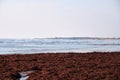 Red algae on the beach Royalty Free Stock Photo