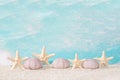 Seaside beach shells Royalty Free Stock Photo