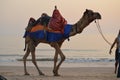 seaside colorful camel ride in evening. blues. drapes Royalty Free Stock Photo