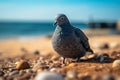 Seaside companion pigeon resting on the sandy beach near the sea