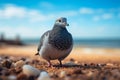 Seaside companion pigeon resting on the sandy beach near the sea