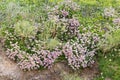 Seaside daisies, Erigeron glaucus Ker Gawi, flowering at Polzeath Cornwall Royalty Free Stock Photo