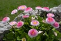 Seaside Daisy, Erigeron glaucus Ker Gawi, flowering in Thurlestone Devon Royalty Free Stock Photo