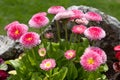 Seaside Daisy, Erigeron glaucus Ker Gawi, flowering in Thurlestone Devon Royalty Free Stock Photo