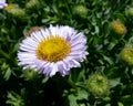 Seaside Daisy Royalty Free Stock Photo