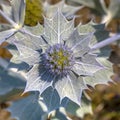 Seaside eryngo growing in environment Royalty Free Stock Photo