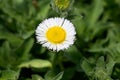 Seaside fleabane, Erigeron glaucus