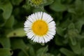 Seaside fleabane, Erigeron glaucus