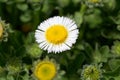 Seaside fleabane, Erigeron glaucus