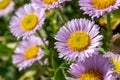 Seaside fleabane erigeron glaucus