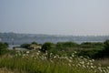 By the seaside, flowers and the seaside in the background Royalty Free Stock Photo