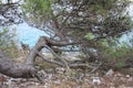 Seaside landscape on the Adriatic sea, croatia Royalty Free Stock Photo