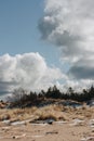 Seaside landscape with golden bent and leafless bushes. Early spring day with snow remnants in the sea sand