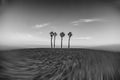 Seaside landscape peace and quiet sunset and four palm trees on the beach