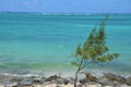 Seaside landscape with rocks, ocean, sand and Australian pine tree Royalty Free Stock Photo