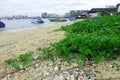 Seaside Morning Glory By the beach South Pattaya, Chonburi