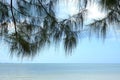 Seaside nature background There is green sea and blue sky. There are sandy beaches and pine leaves in the daytime natural light. Royalty Free Stock Photo