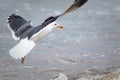 Seaside nature image of seagull taking off from the sea.