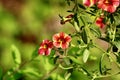 Seaside Petunia in the bright sunlight Jenningsville Pennsylvania Royalty Free Stock Photo