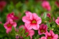 Seaside petunia Calibrachoa parviflora pink flowers