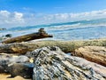 Seaside Relics: Tree Trunks on a Private Beach with Pacific Waters