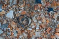 Seaside. Shell rock. Background Royalty Free Stock Photo