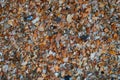 Seaside. Shell rock. Background Royalty Free Stock Photo