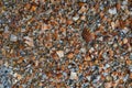 Seaside. Shell rock. Background Royalty Free Stock Photo