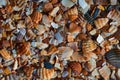 Seaside. Shell rock. Background Royalty Free Stock Photo