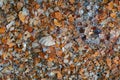 Seaside. Shell rock. Background Royalty Free Stock Photo