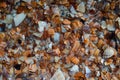 Seaside. Shell rock. Background Royalty Free Stock Photo