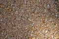 Seaside shells and pebbles texture photo. Coral and shells in sand seaside under tropical sun Royalty Free Stock Photo