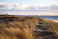 Seaside shore view of sea weed near baltic sea shore shaking in strong wind