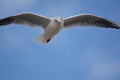 Seaside sky birth seagulls fly flying