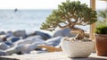 seaside tree in planter Royalty Free Stock Photo