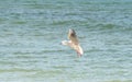 Seaside Wanderers: Slender-billed Gulls Gliding Over the Sea
