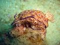 Seaslug or Nudibranch (Chromodoris Kunei) in the filipino sea 24.10.2011 Royalty Free Stock Photo
