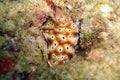 Seaslug or Nudibranch (Chromodoris Kunei) in the filipino sea 4.12.2011 Royalty Free Stock Photo