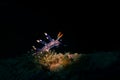 A seaslug nudibranch on a coral branch