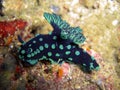 Seaslug or Nudibranch (Nembrotha Christata) in the filipino sea 3.1.2012 Royalty Free Stock Photo